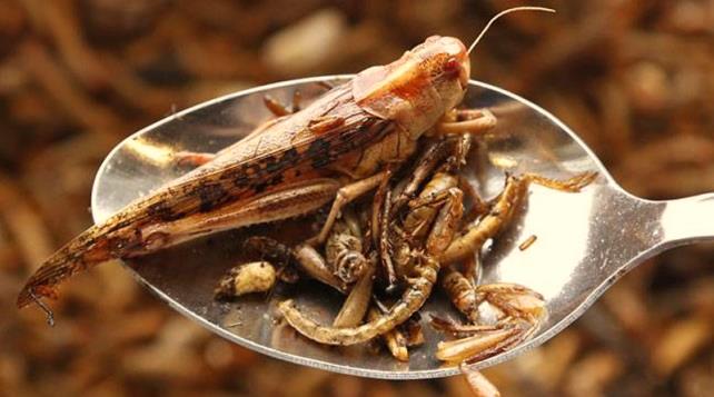 content-image-Are edible insects the next sustainable source of proteins? Challenges in the formulation