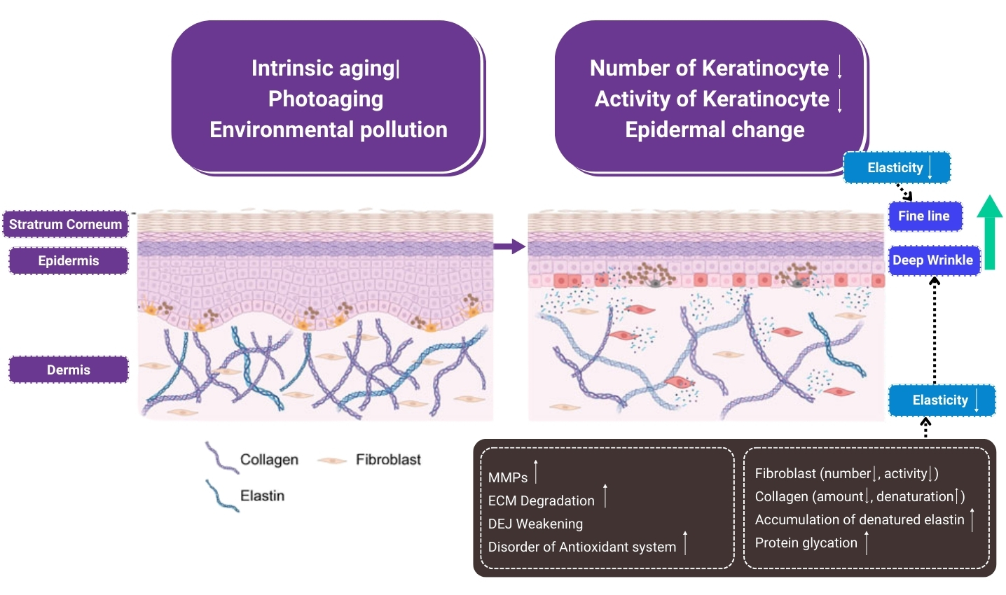 Mechanism of Skin Aging