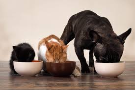 Ensuring Ingredient Quality and Safety in Pet Food