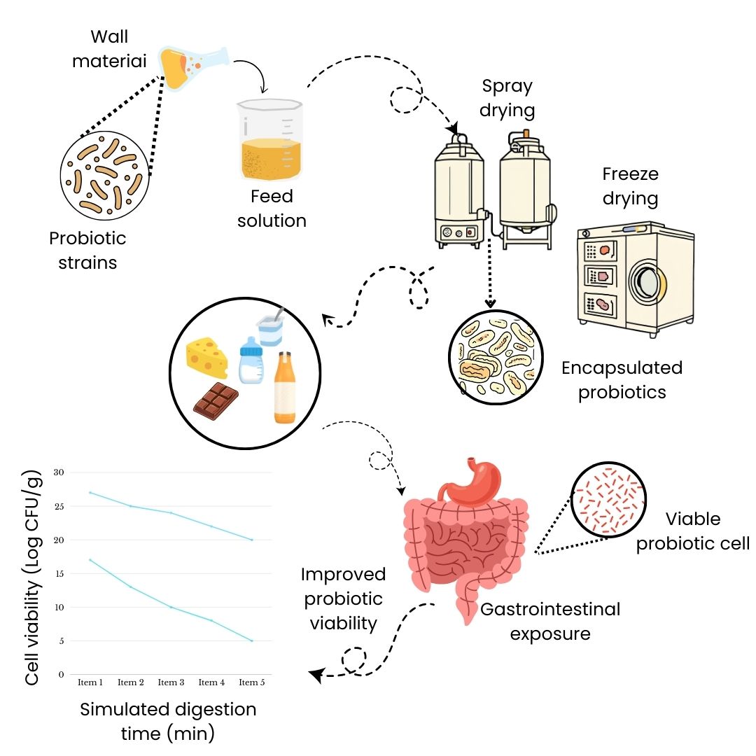 Improved probiotic viability